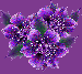1284380217_purple_flowers-3268
